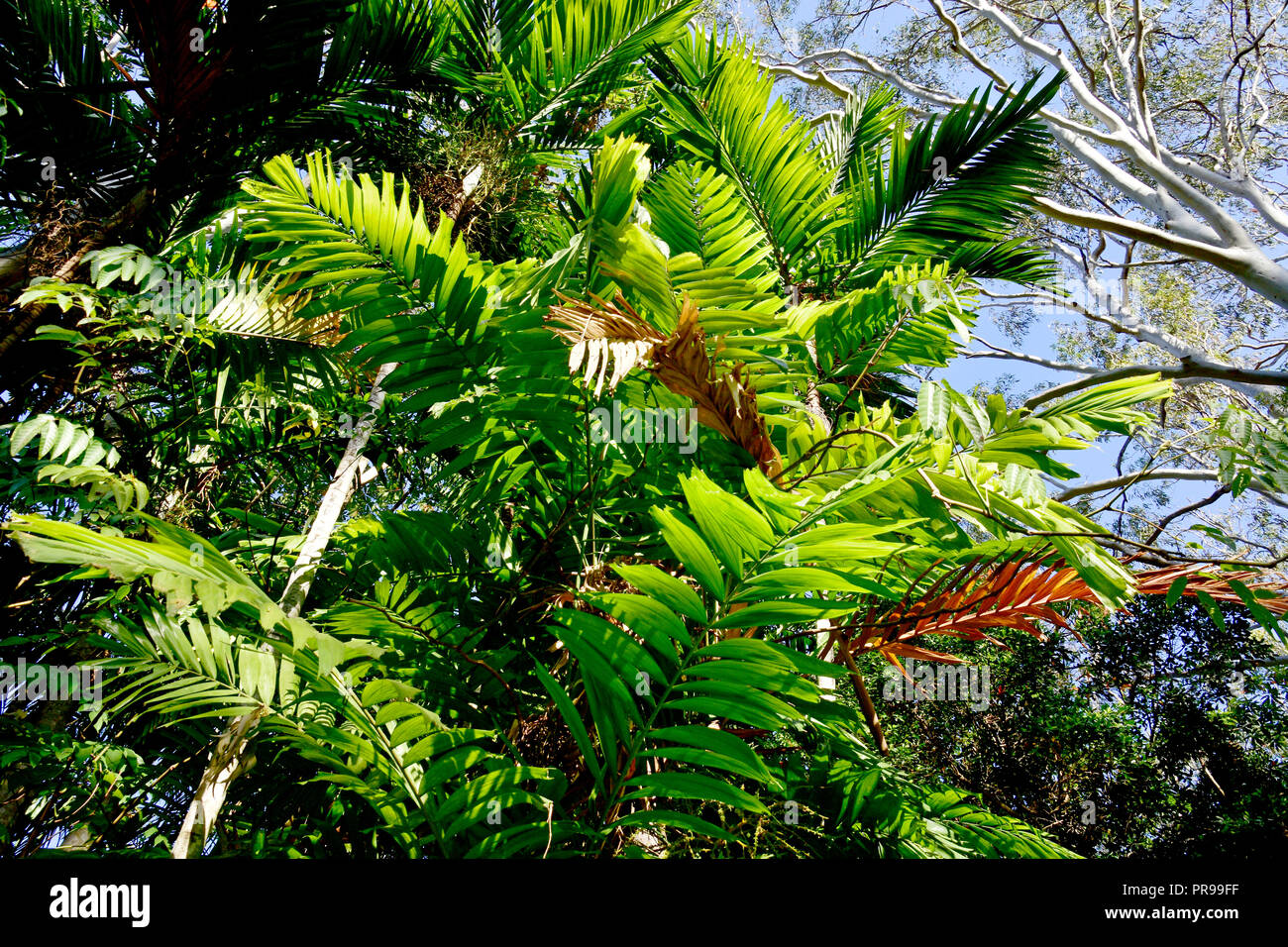 AUSTRALIAN NATIVE PALM TREES Stock Photo Alamy