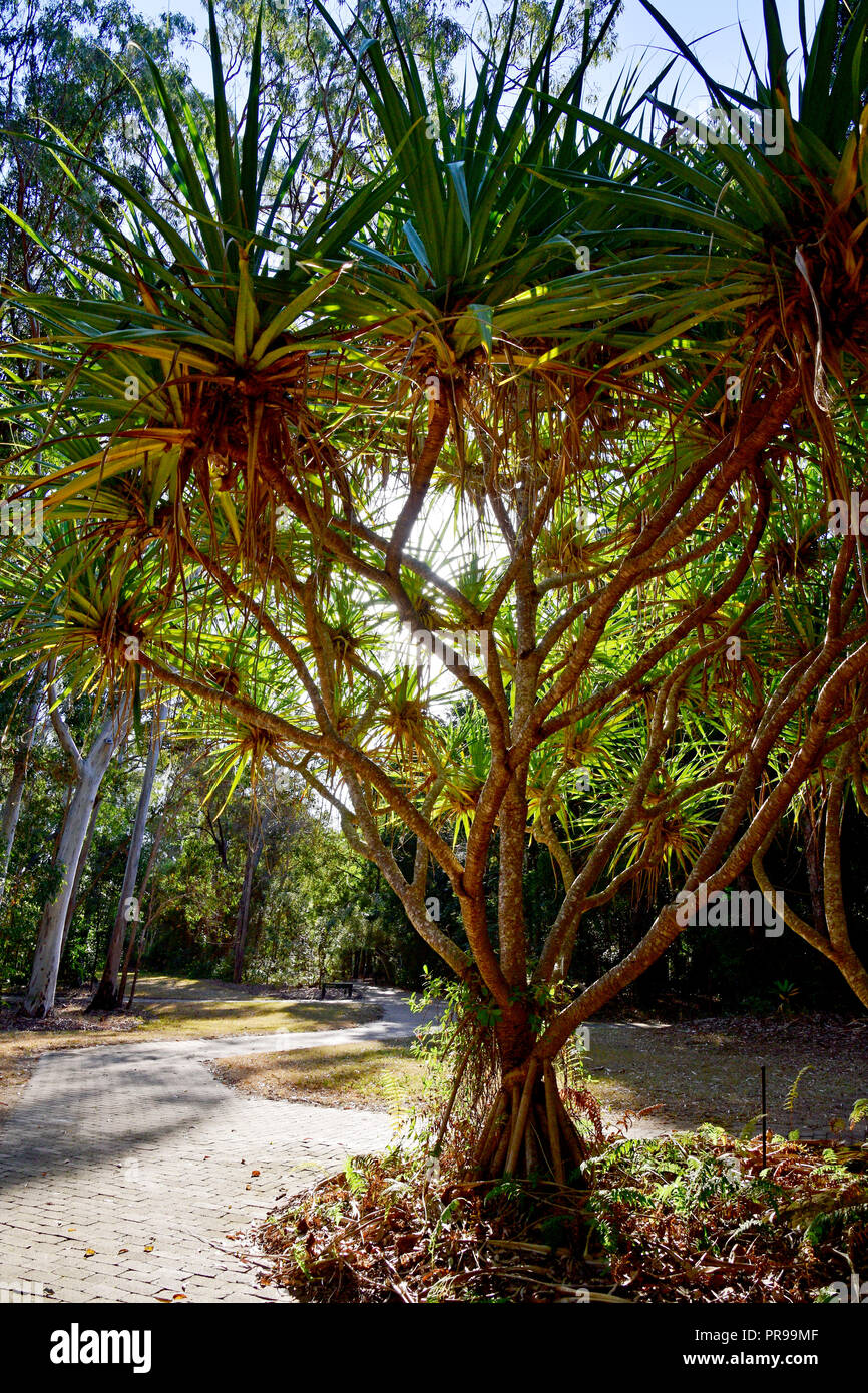 Pandanus trees hires stock photography and images Alamy