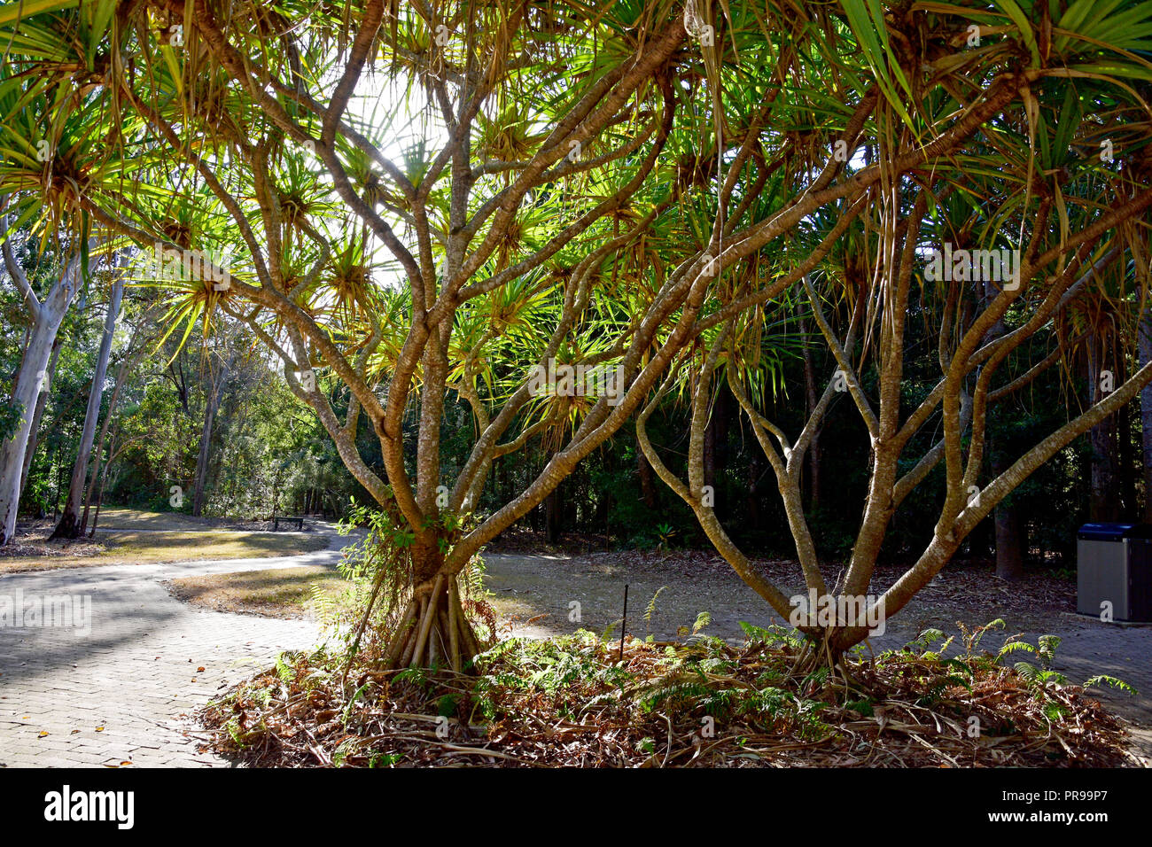 PANDANUS TREES Stock Photo Alamy