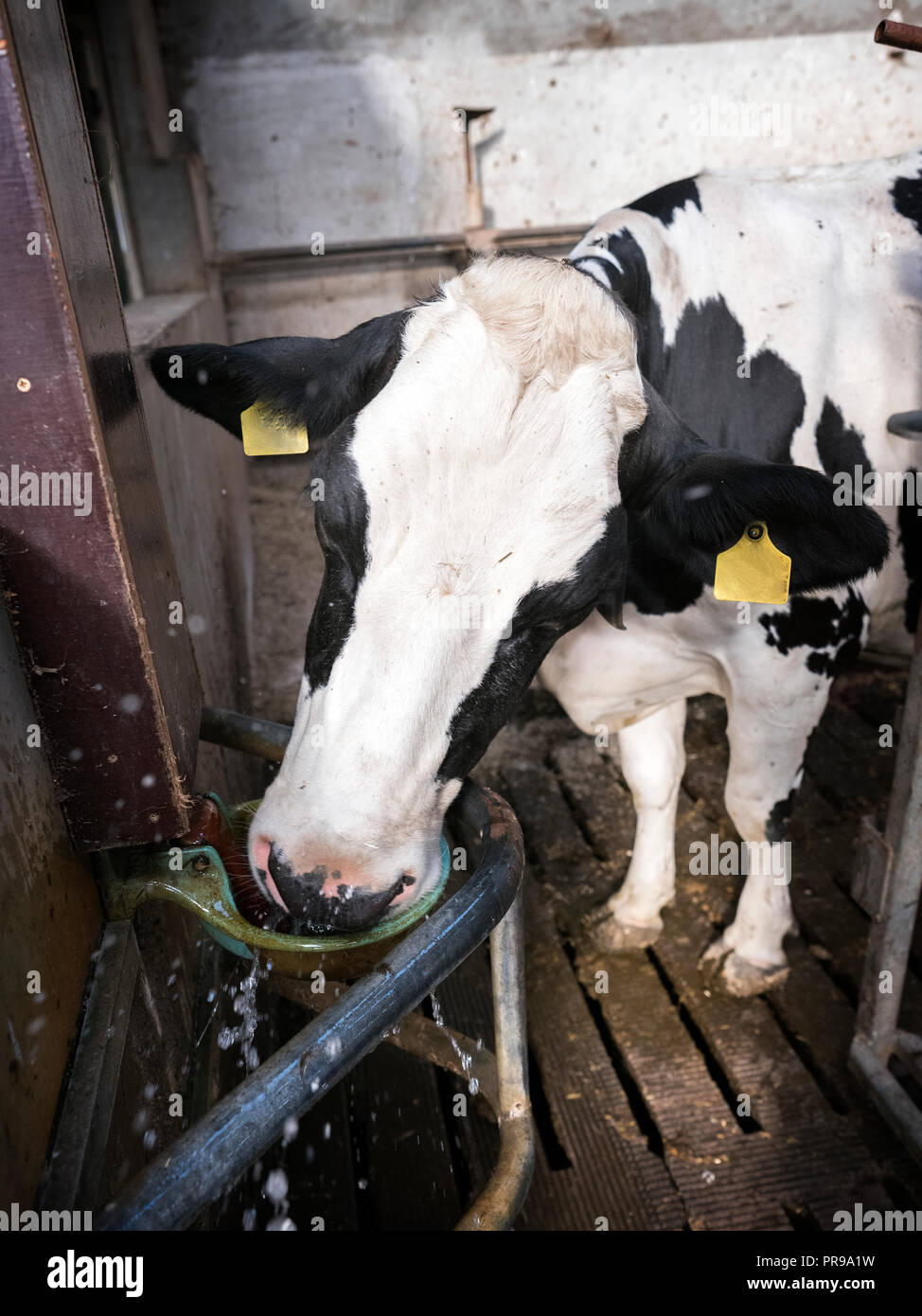 black and white holstein spotted cow inside farm drinks Stock Photo - Alamy