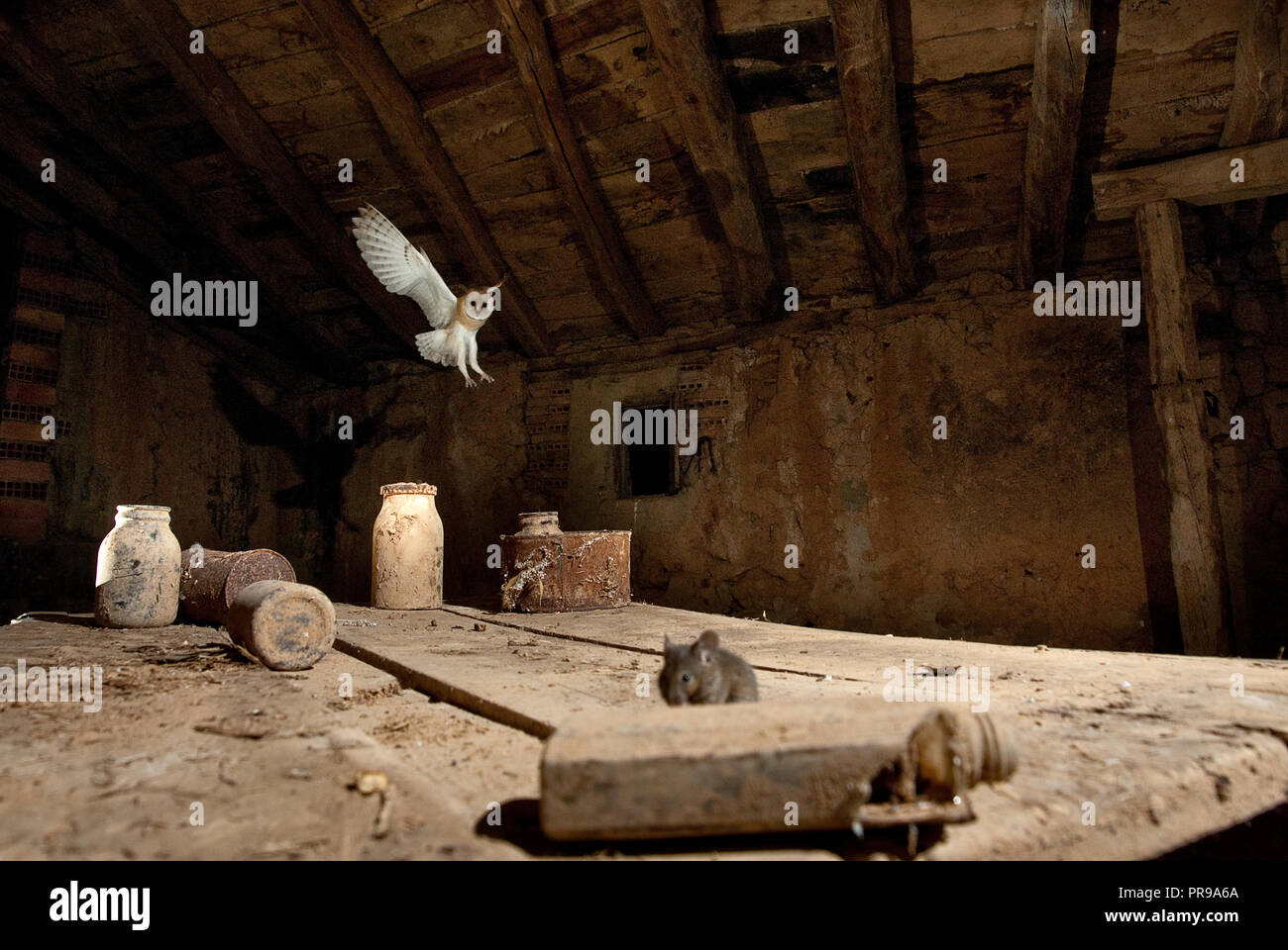 A hunting owl (Tyto alba), hunting mice in an old barn, in flight, flying at night Stock Photo