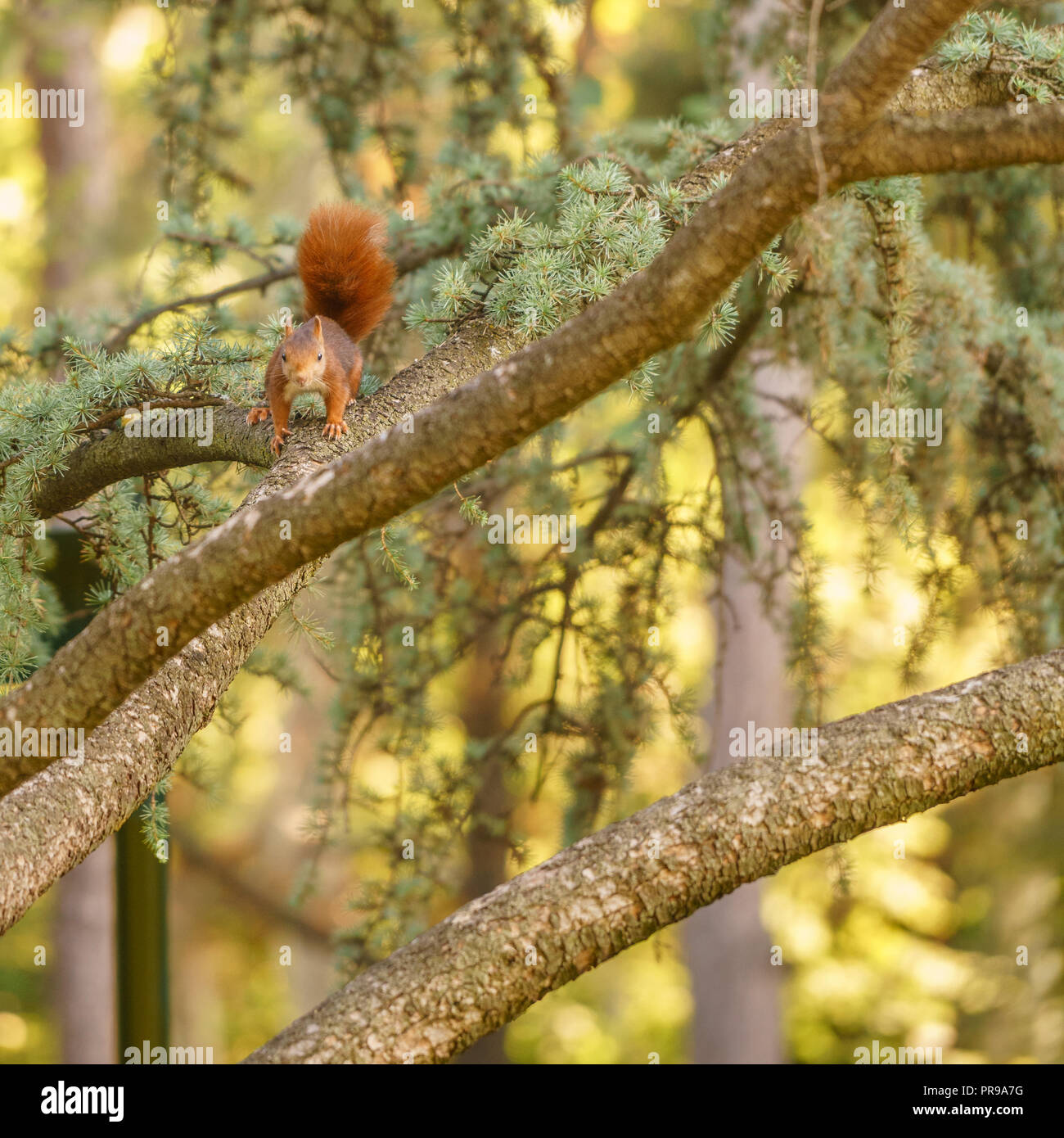 Wild brown squirrel from Spain. Stock Photo