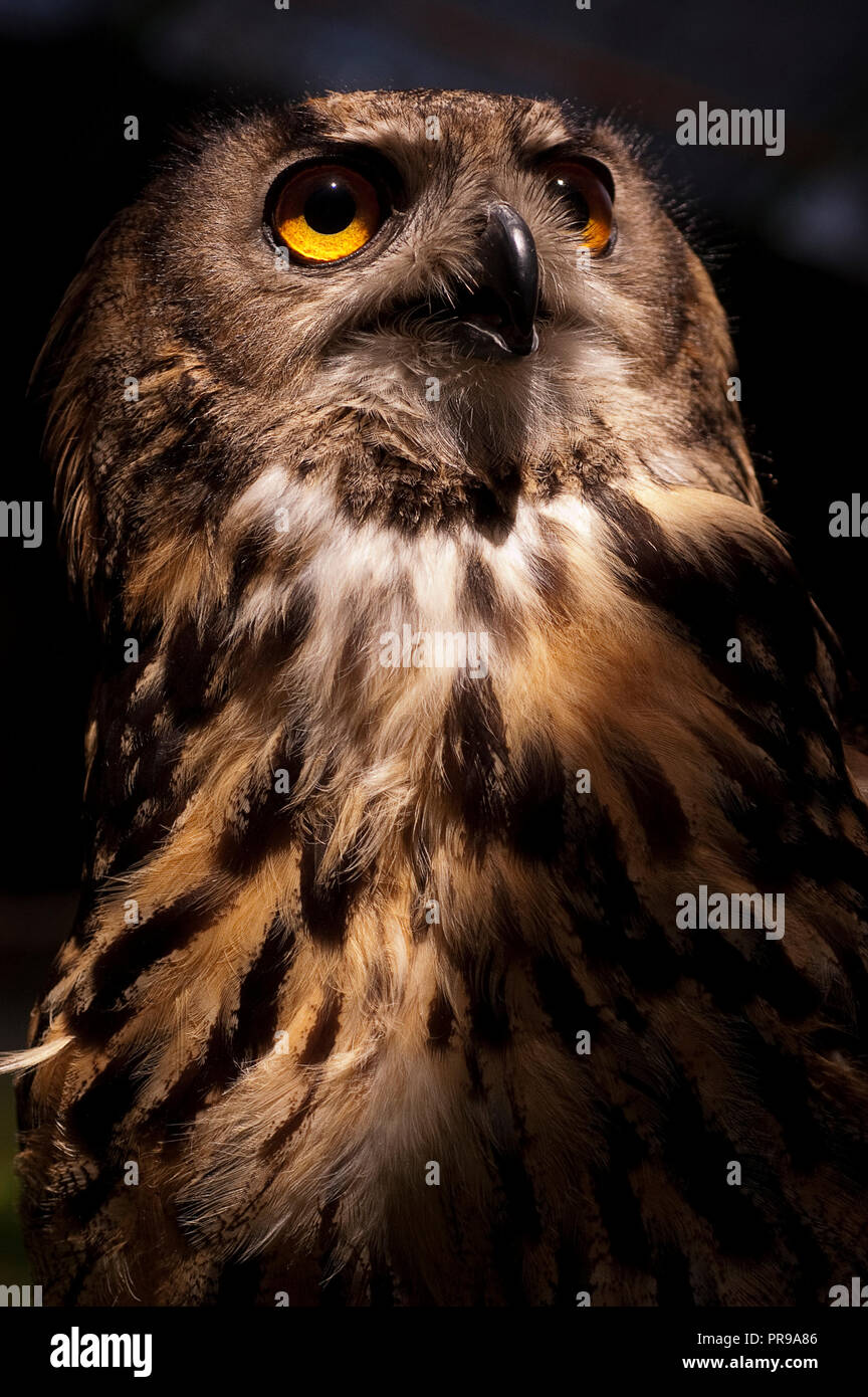 Eurasian owl (Bubo bubo) eagle owl, portrait of head and eyes Stock Photo