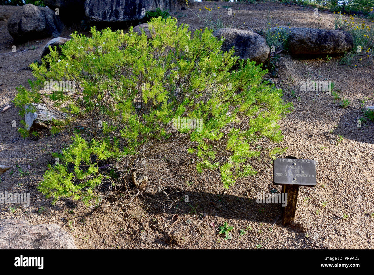 AUSTRALIAN FLORA-TREES Stock Photo