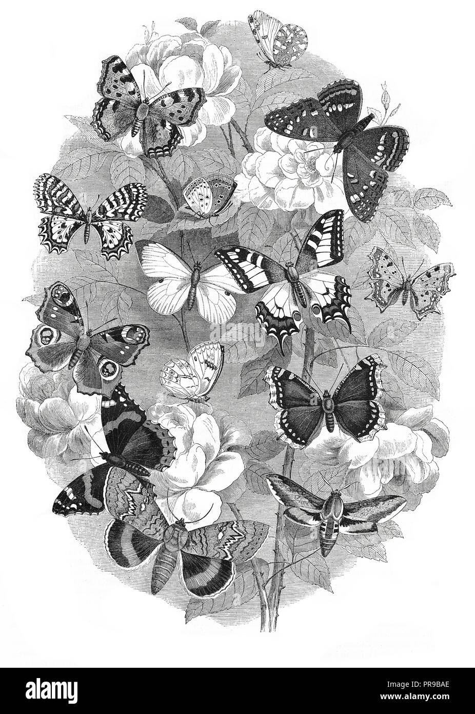 19th century illustration selection of butterflies. Original artwork published in Le magasin Pittoresque by M. A. Lachevardiere, Paris, 1846. Stock Photo