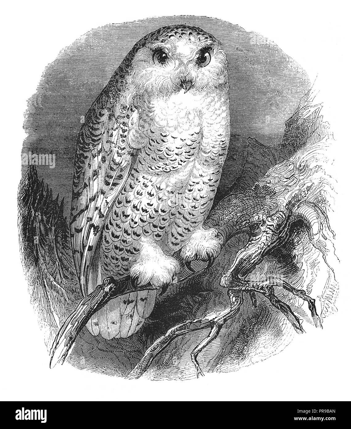 19th century illustration of snowy owl, Strix Nyctea L. Original artwork published in Le magasin Pittoresque by M. A. Lachevardiere, Paris, 1846. Stock Photo