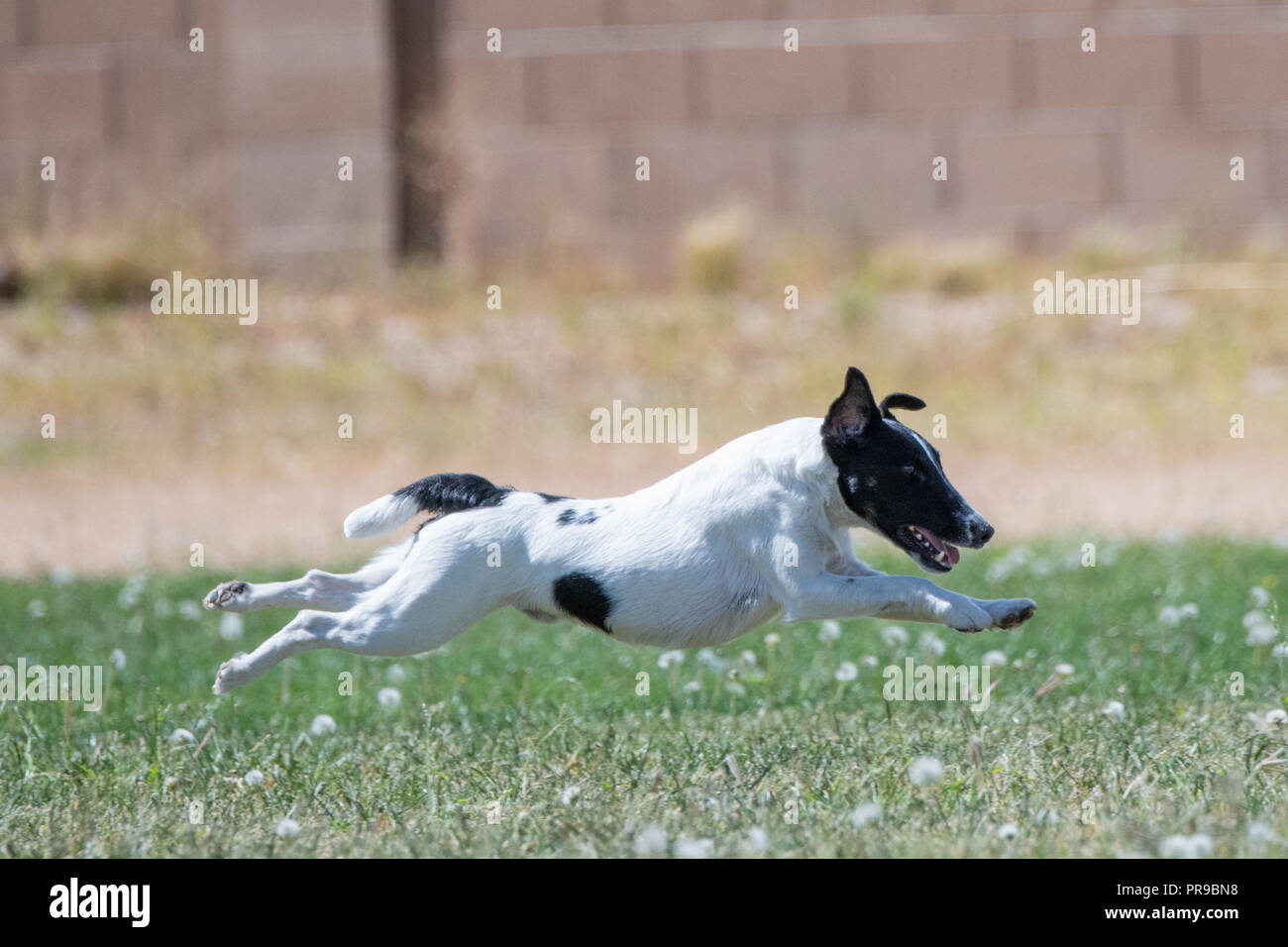 Fox terrier running fastcat on a lure course Stock Photo