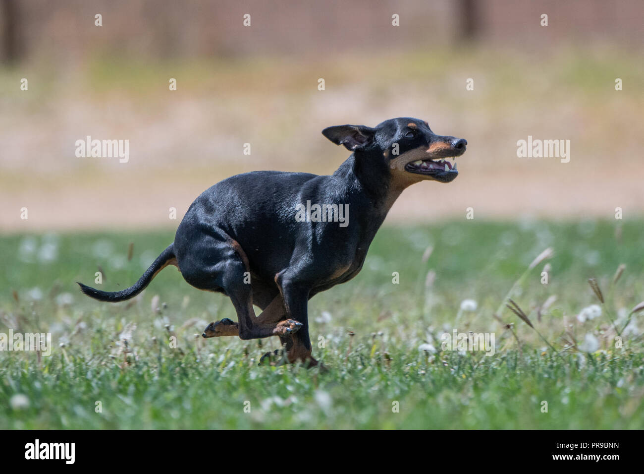 Small black dog doing lure course Stock Photo