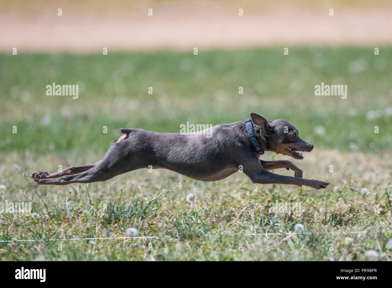 Italian Greyhound chasing a lure Stock Photo