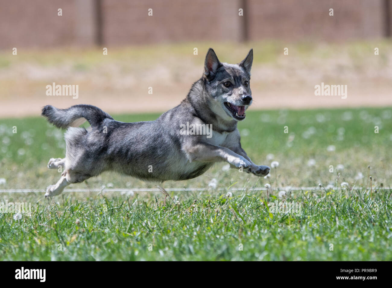 Swedish Vallhund racing in fastcat lure course Stock Photo