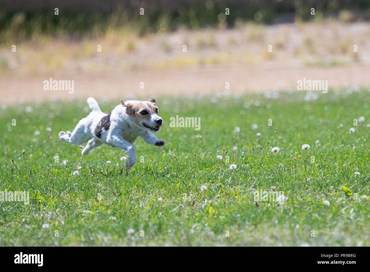 Small white terrier dog lure course racing Stock Photo