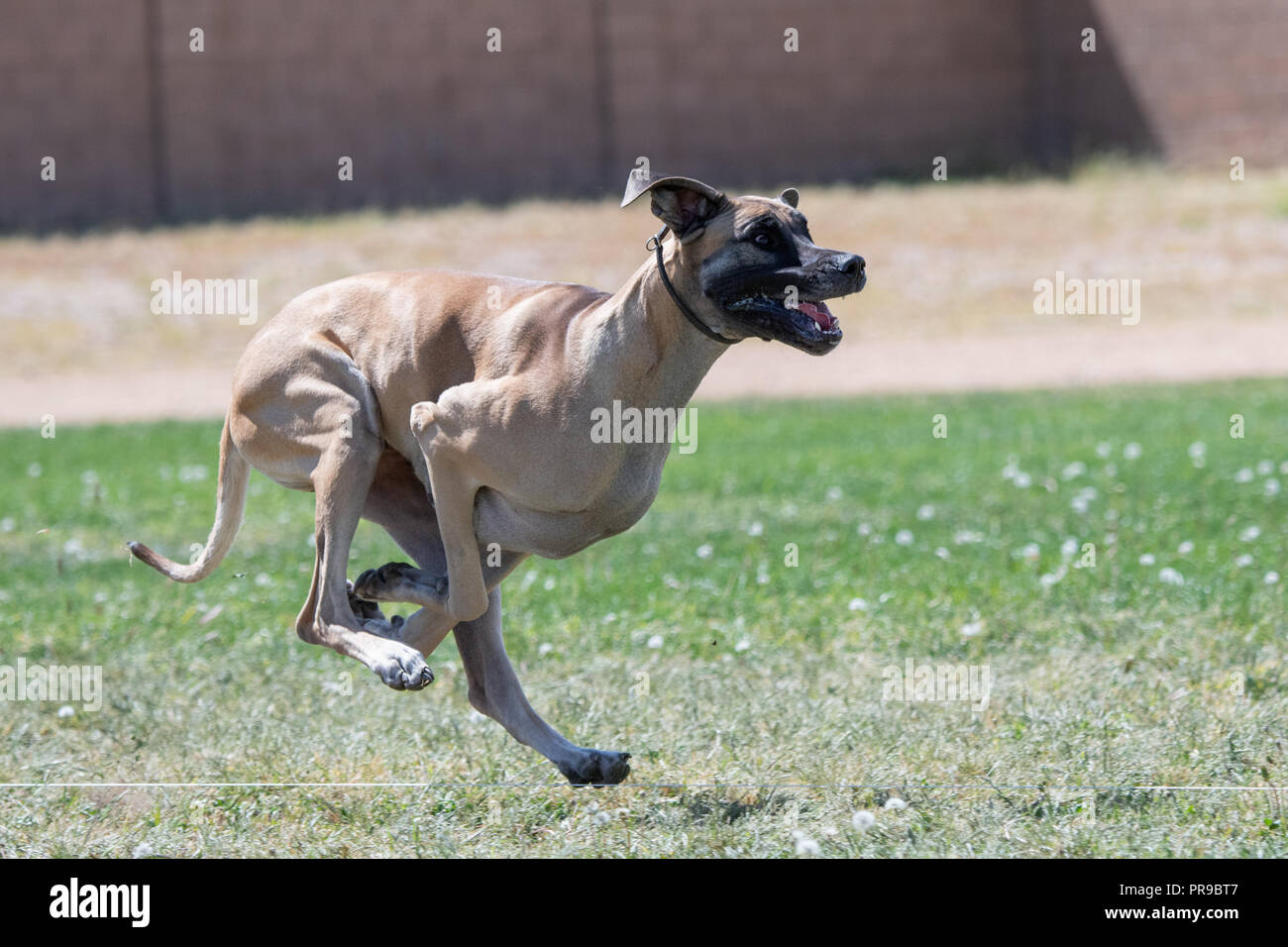 Great dane racing on a fast cat course Stock Photo