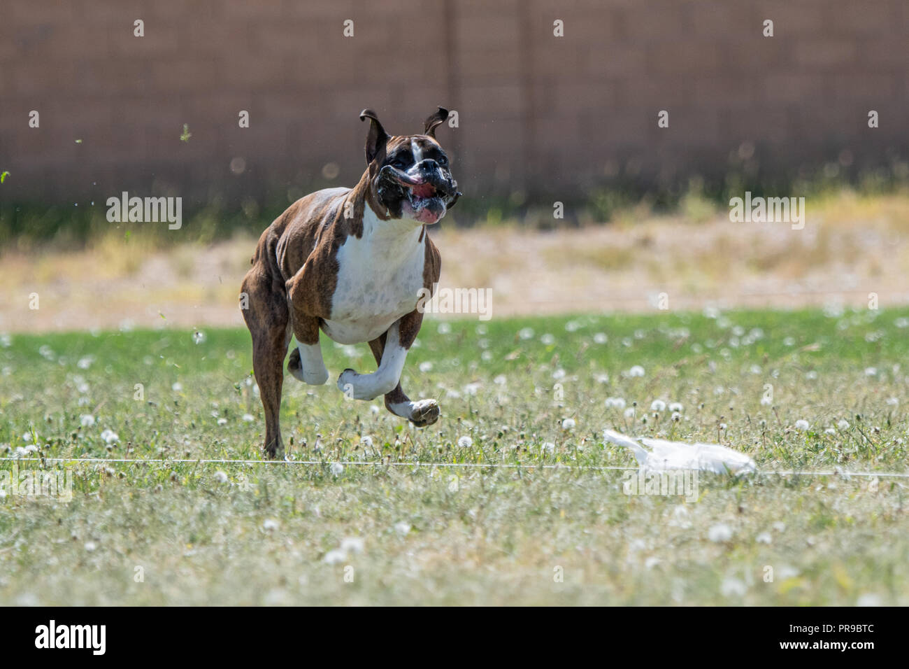 Boxer chasing a lure on a fastcat course Stock Photo