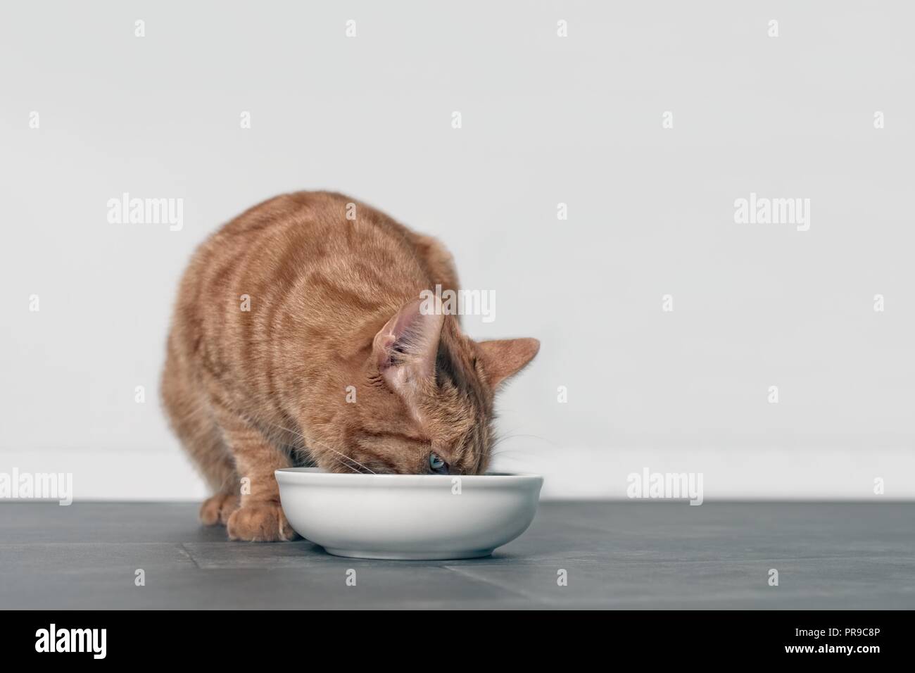 Cute ginger cat eating from a white food bowl Stock Photo Alamy
