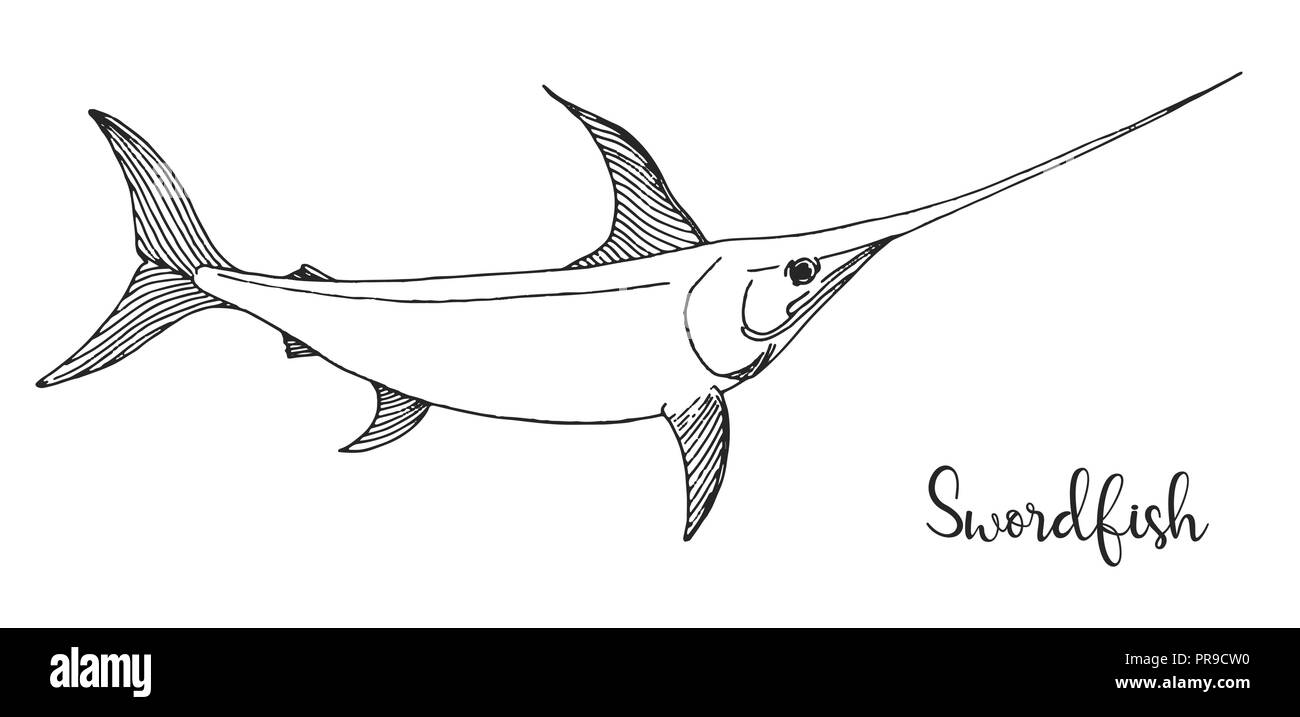 Hand drawn swordfish. Vector illustration in sketch style Stock Vector