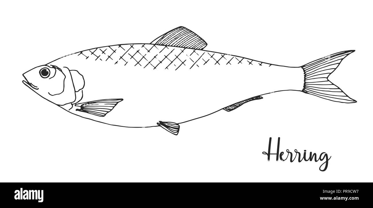 Black and white fish drawing. Simple hand drawn fish illustration