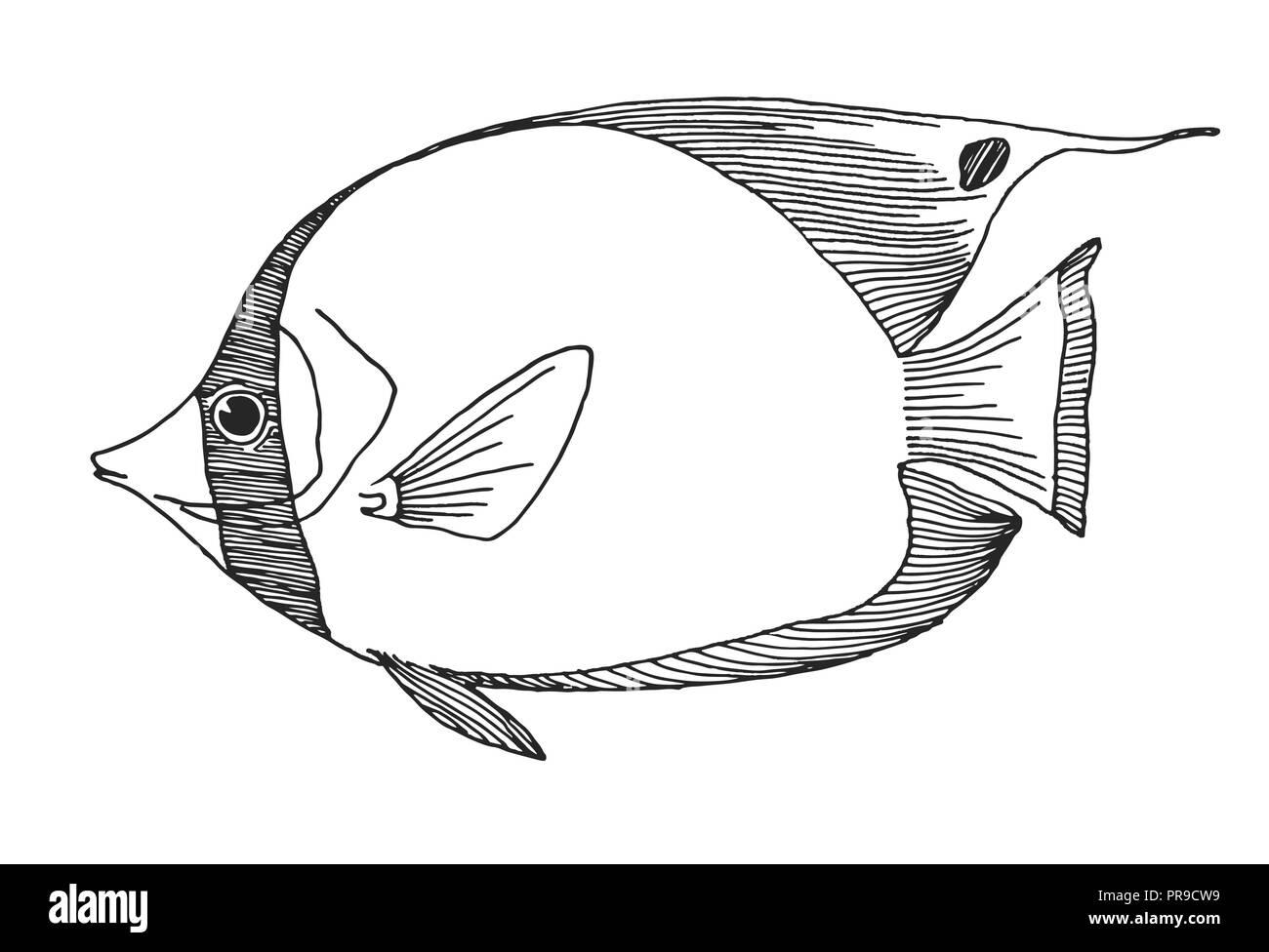 Black and white fish drawing. Simple hand drawn fish illustration