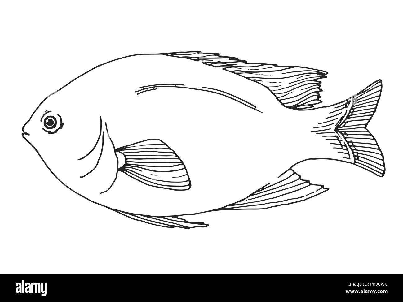 Sergeant major fish drawings