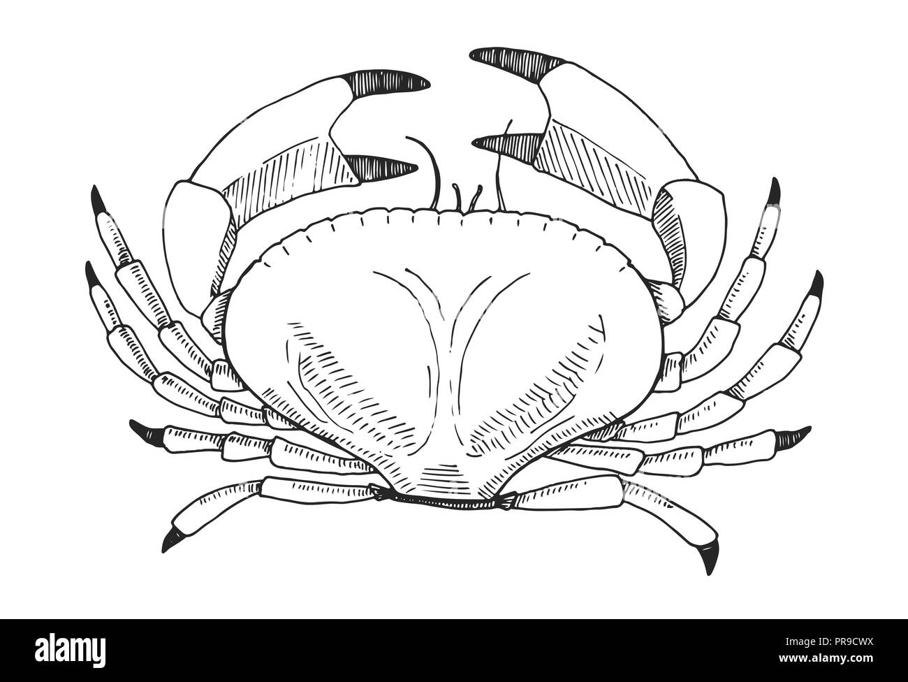 Hand drawn crab. Vector illustration in sketch style Stock Vector Image ...
