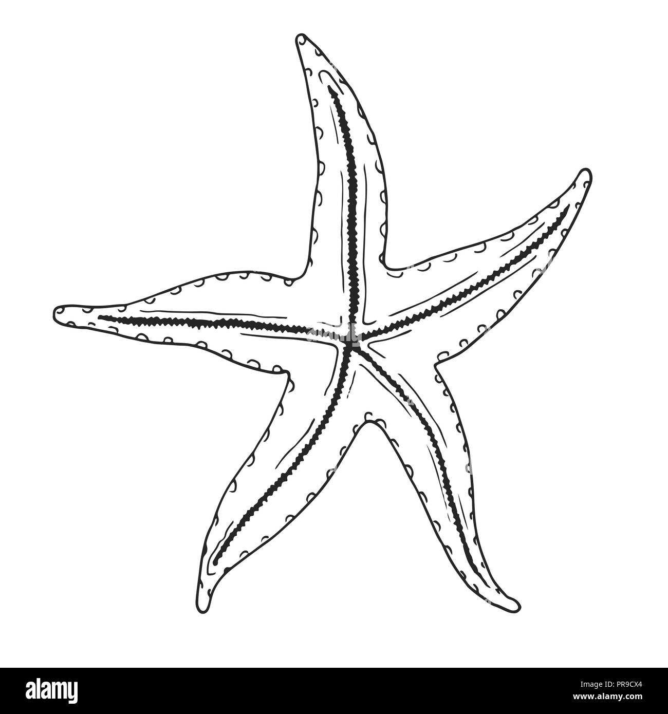 Hand Drawn Sketch of Starfish in Black Isolated on White Background.  Detailed Vintage Style Drawing Stock Vector - Illustration of black, line:  124643605