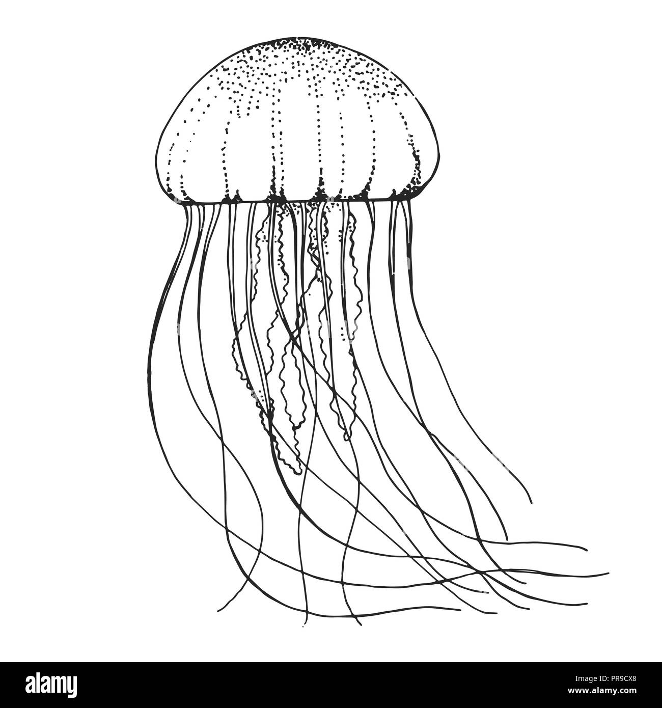 Black and White Jellyfish Drawing