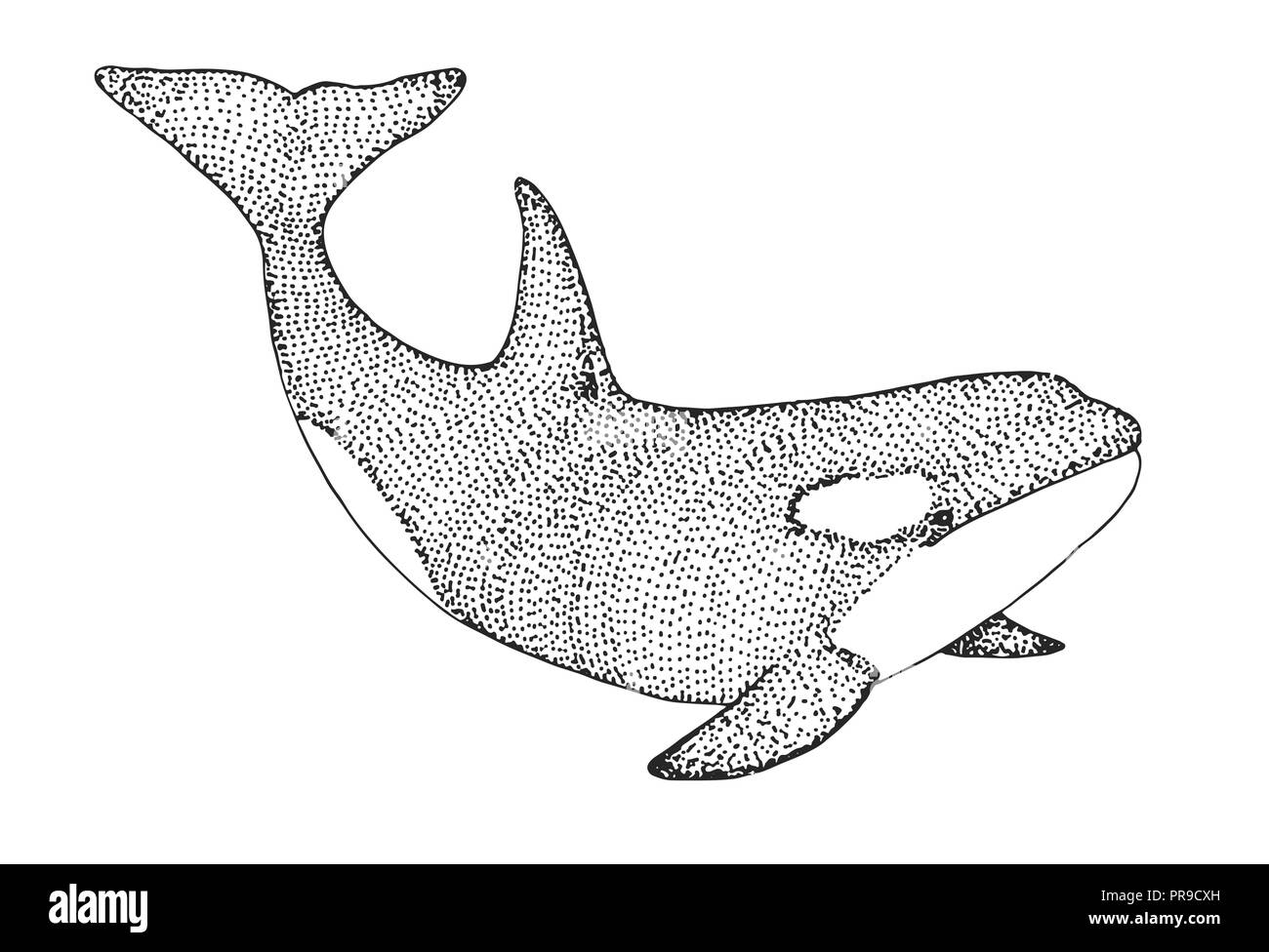 Whale Drawing Tutorial - How to draw Whale step by step