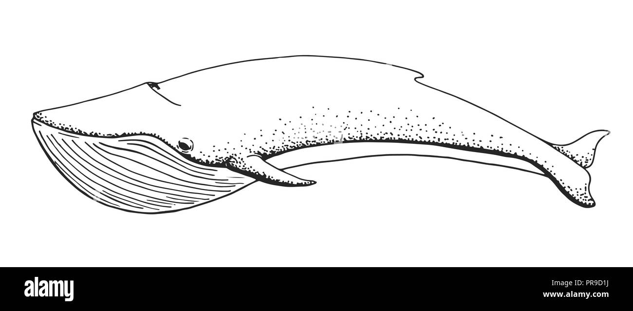 Sketch of a whale isolated on white background. Vector illustration Stock Vector