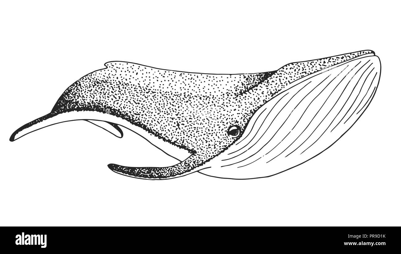 Sketch of a whale isolated on white background. Vector illustration Stock Vector