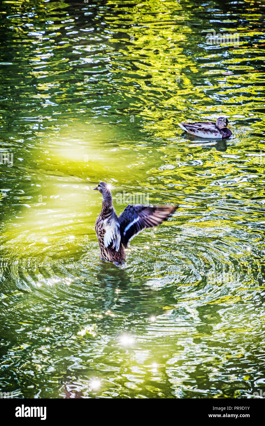 Mallard ducks with reflections in the lake. Natural scene. Beauty in nature. Stock Photo