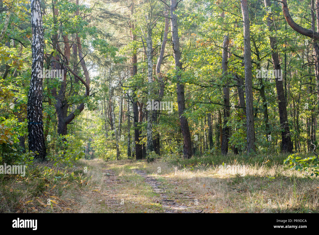Empty footpath trees forest day hi-res stock photography and images - Alamy