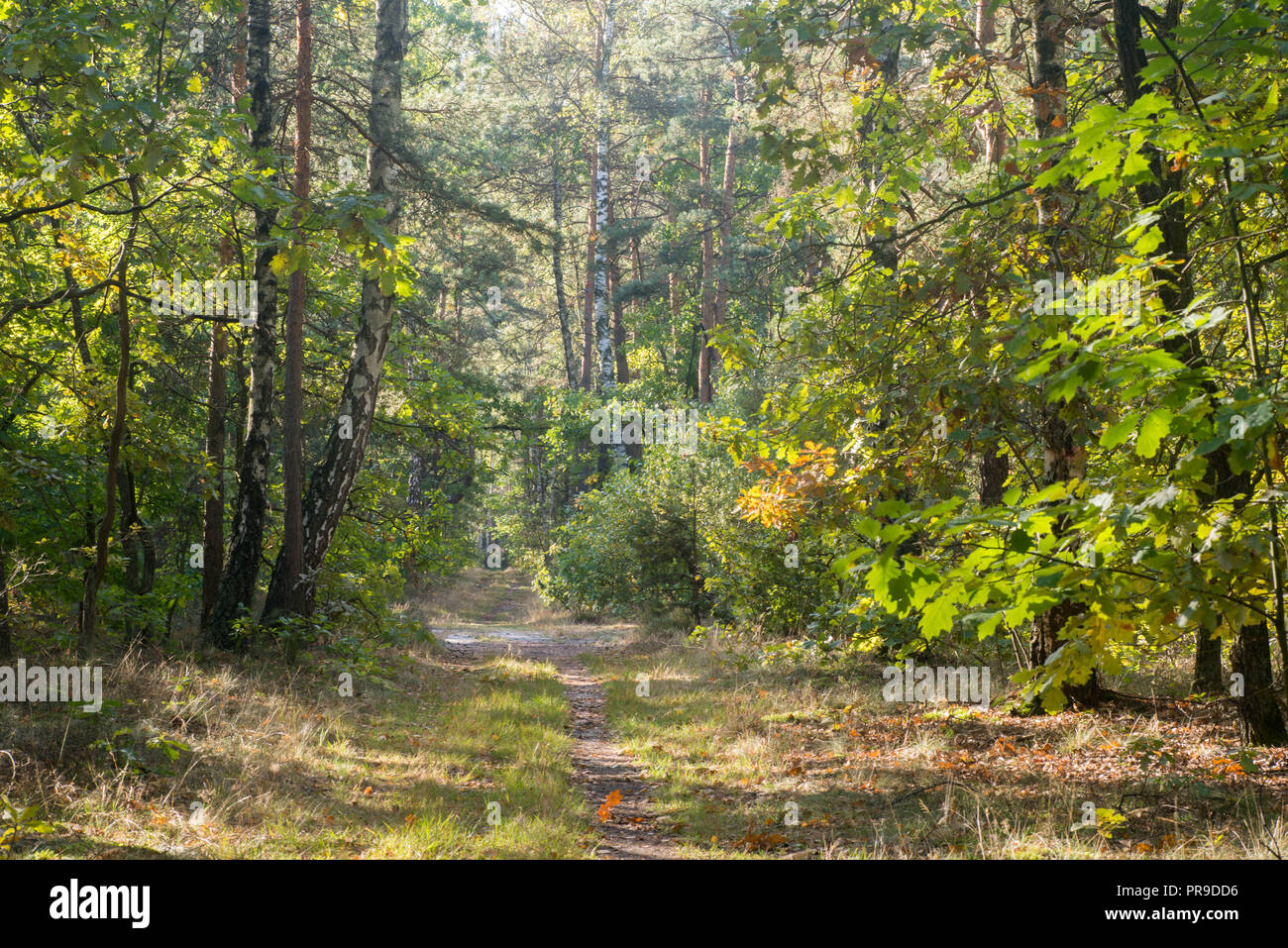Empty footpath trees forest day hi-res stock photography and images - Alamy