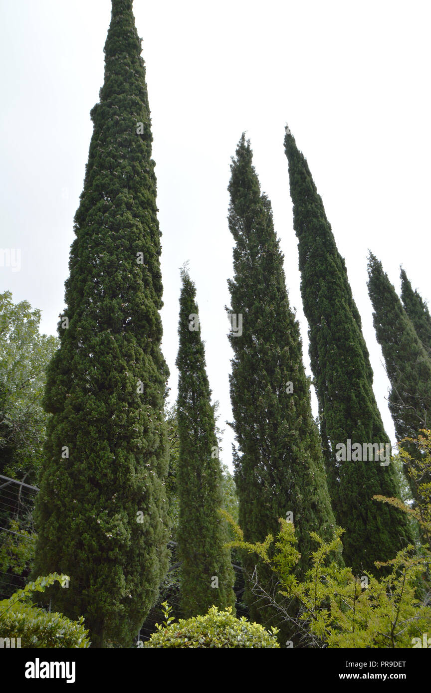 High cypress trees grow hi-res stock photography and images - Alamy