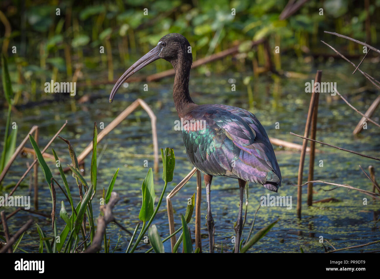 Glossy Ibis wading in the Florida marsh Stock Photo