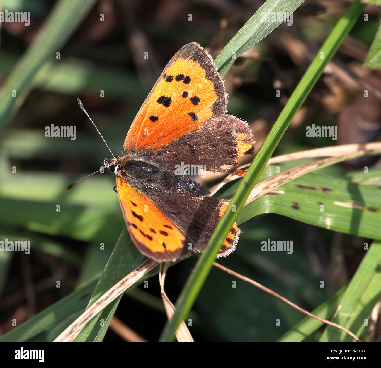 Small Copper Butterfly (Lycaena phlaeas) sitting on a plant stem Stock Photo