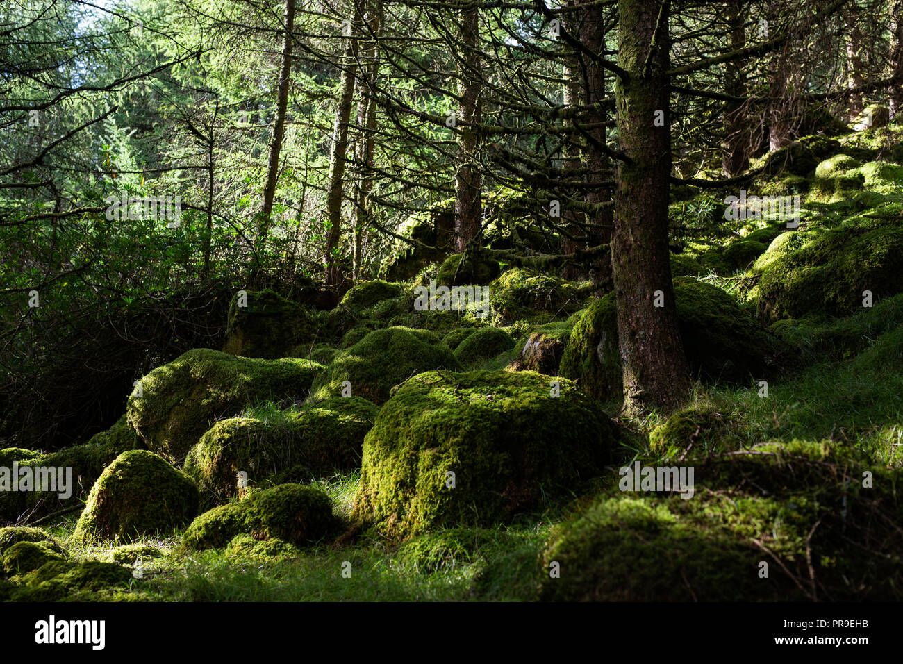 A moss covered forest in County Wicklow, Ireland Stock Photo Alamy