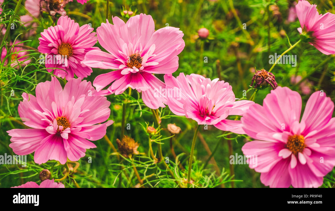 Bees In Flowers Stock Photo