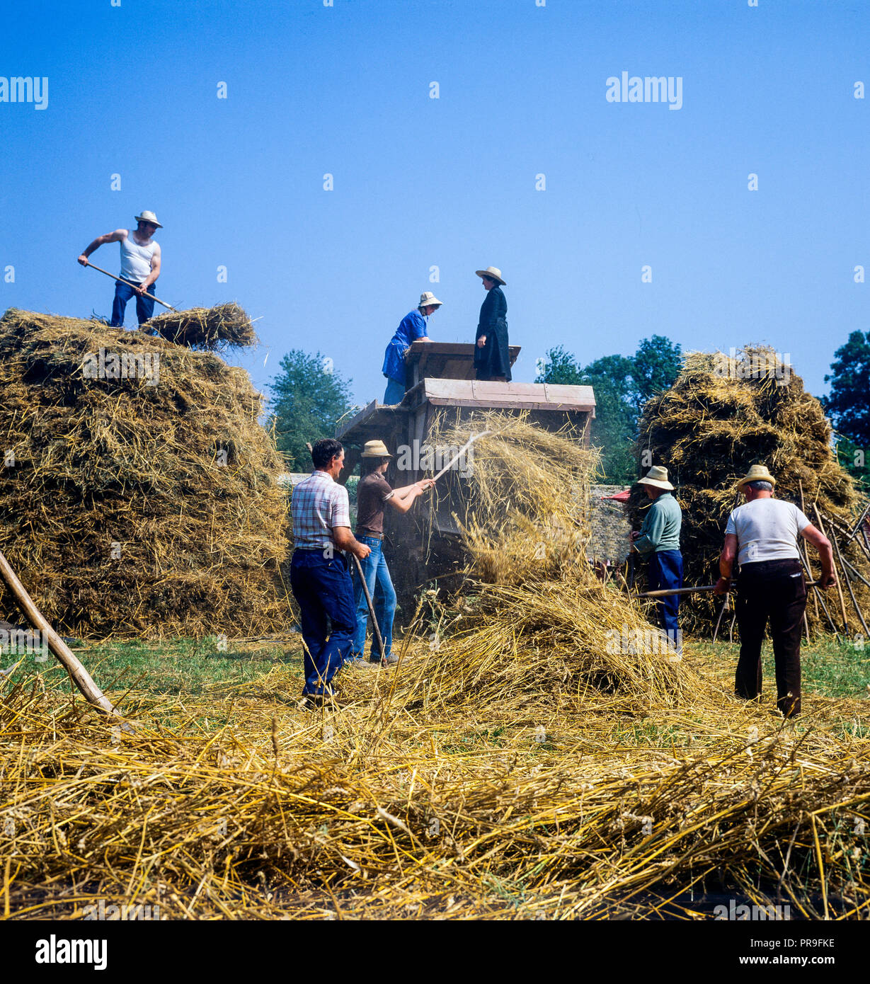 Historical threshing wheat hi-res stock photography and images - Alamy