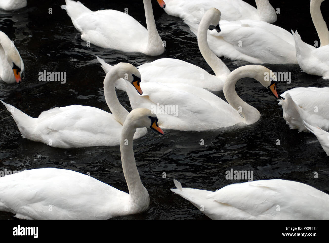 The bedford swan hires stock photography and images Alamy