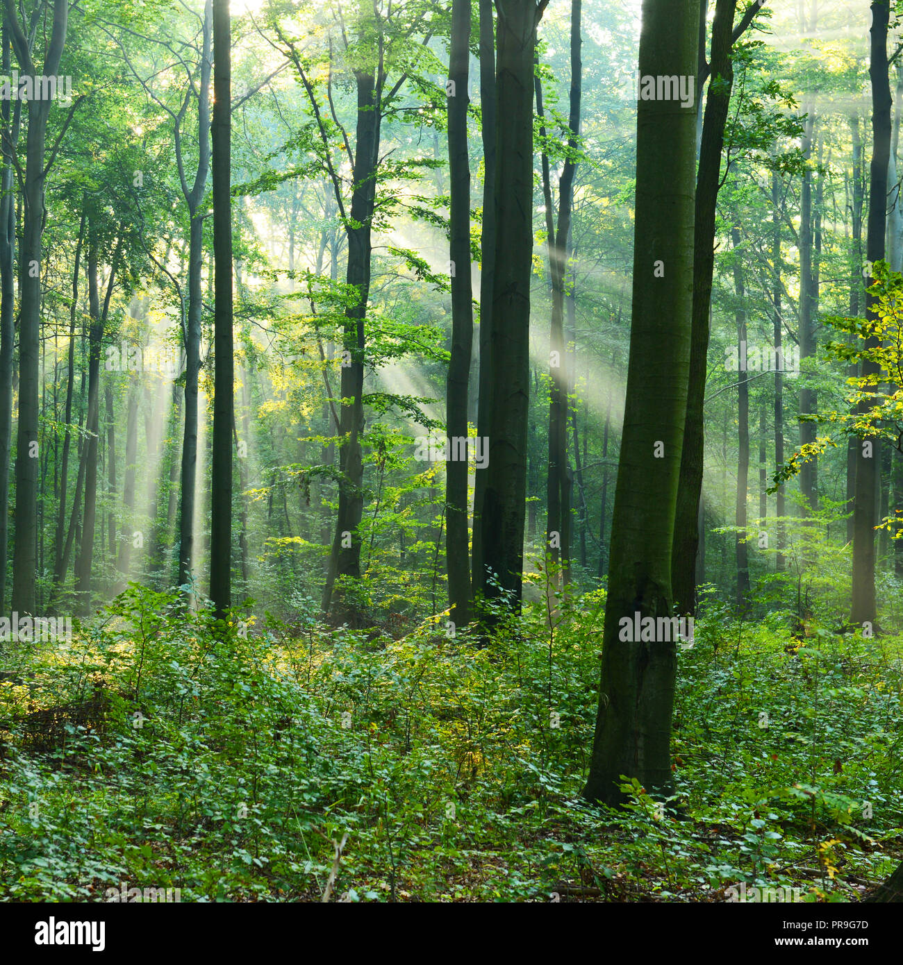 Morning in the forest Stock Photo - Alamy