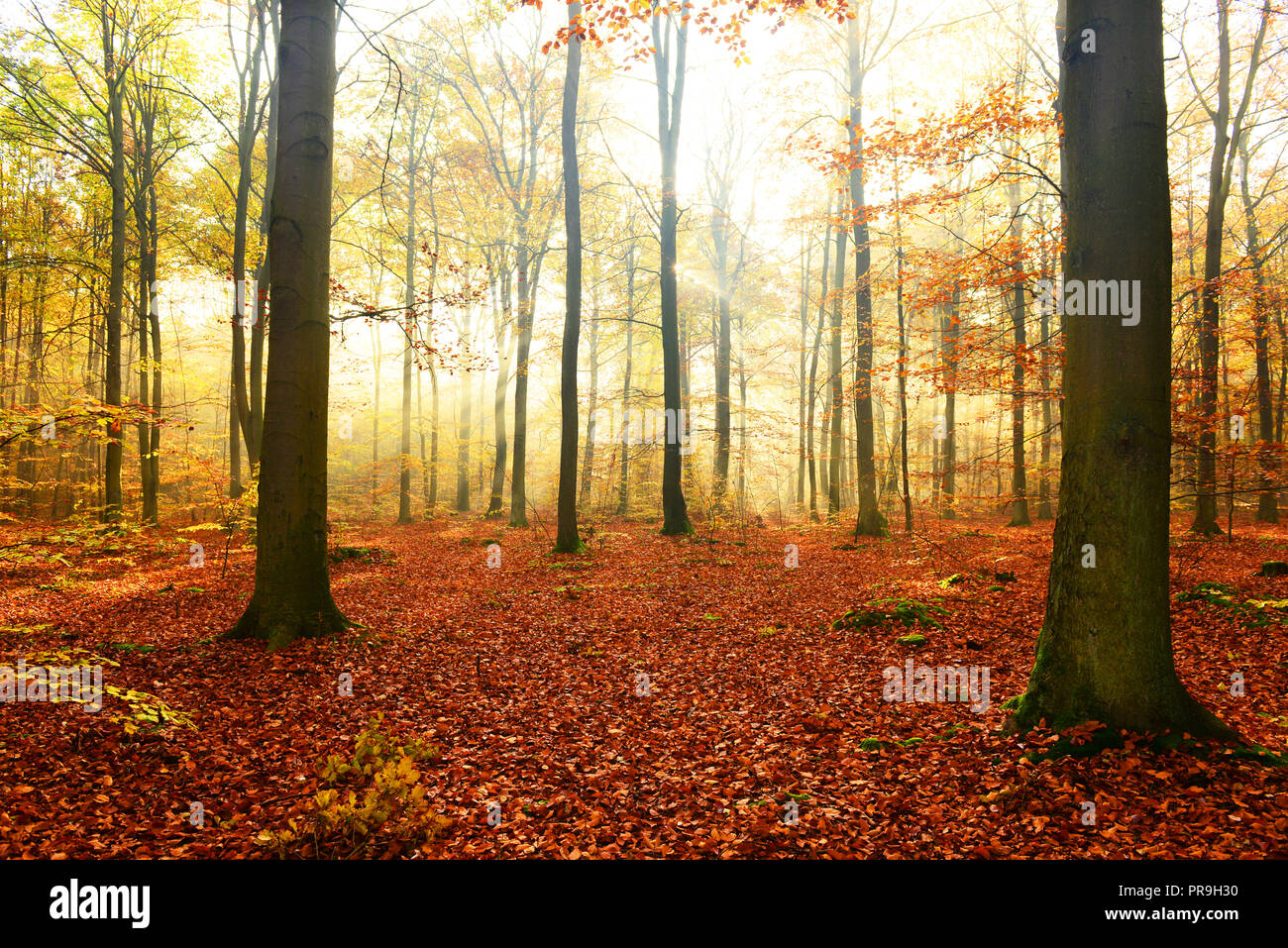 Morning in the forest Stock Photo - Alamy