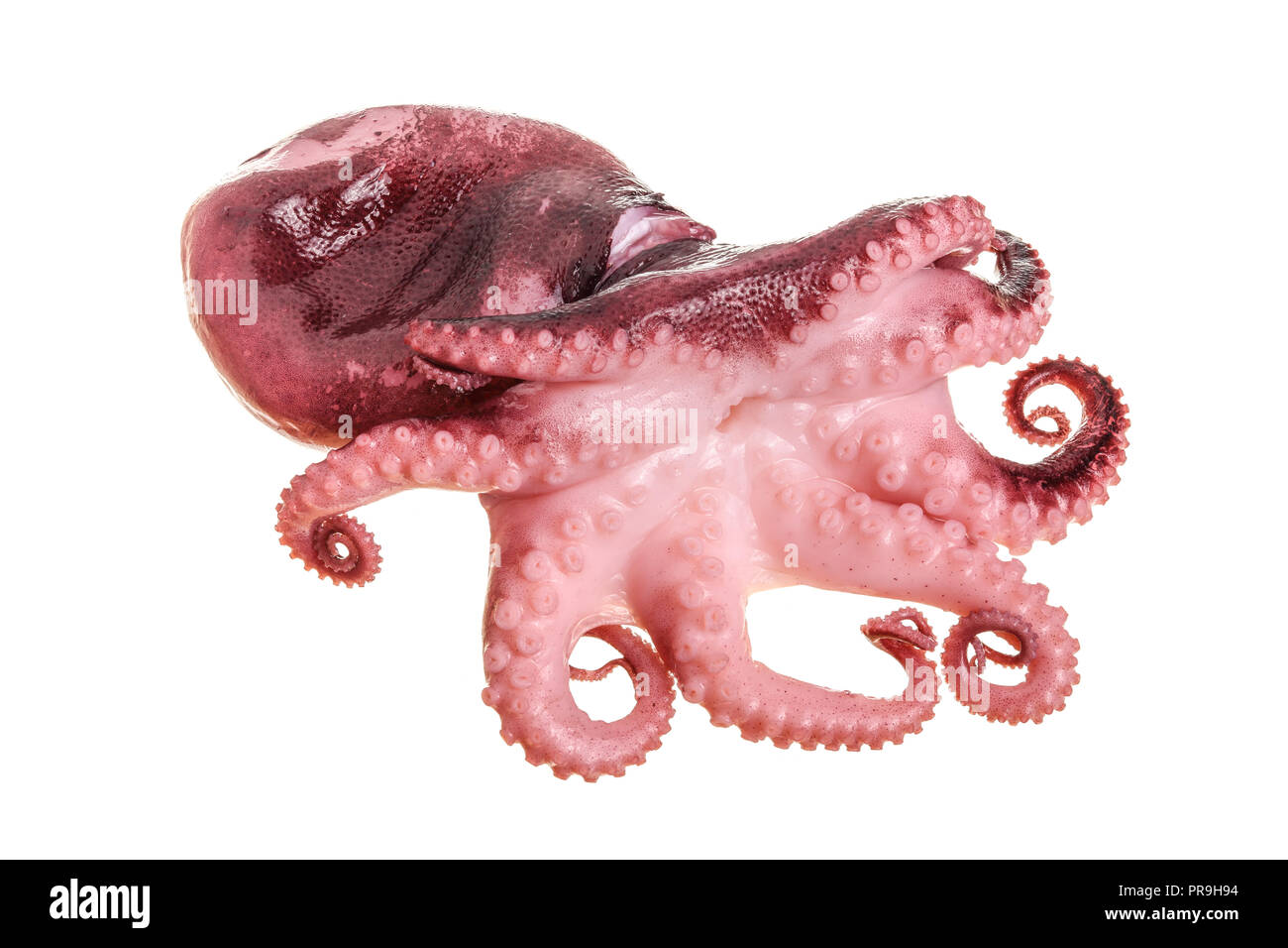 Small octopus isolated on white background. Close up Stock Photo