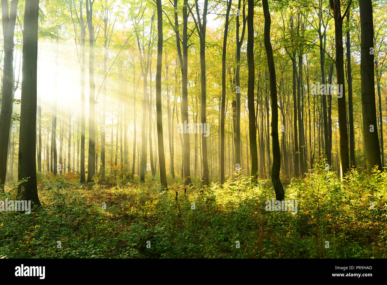 Morning in the forest Stock Photo - Alamy