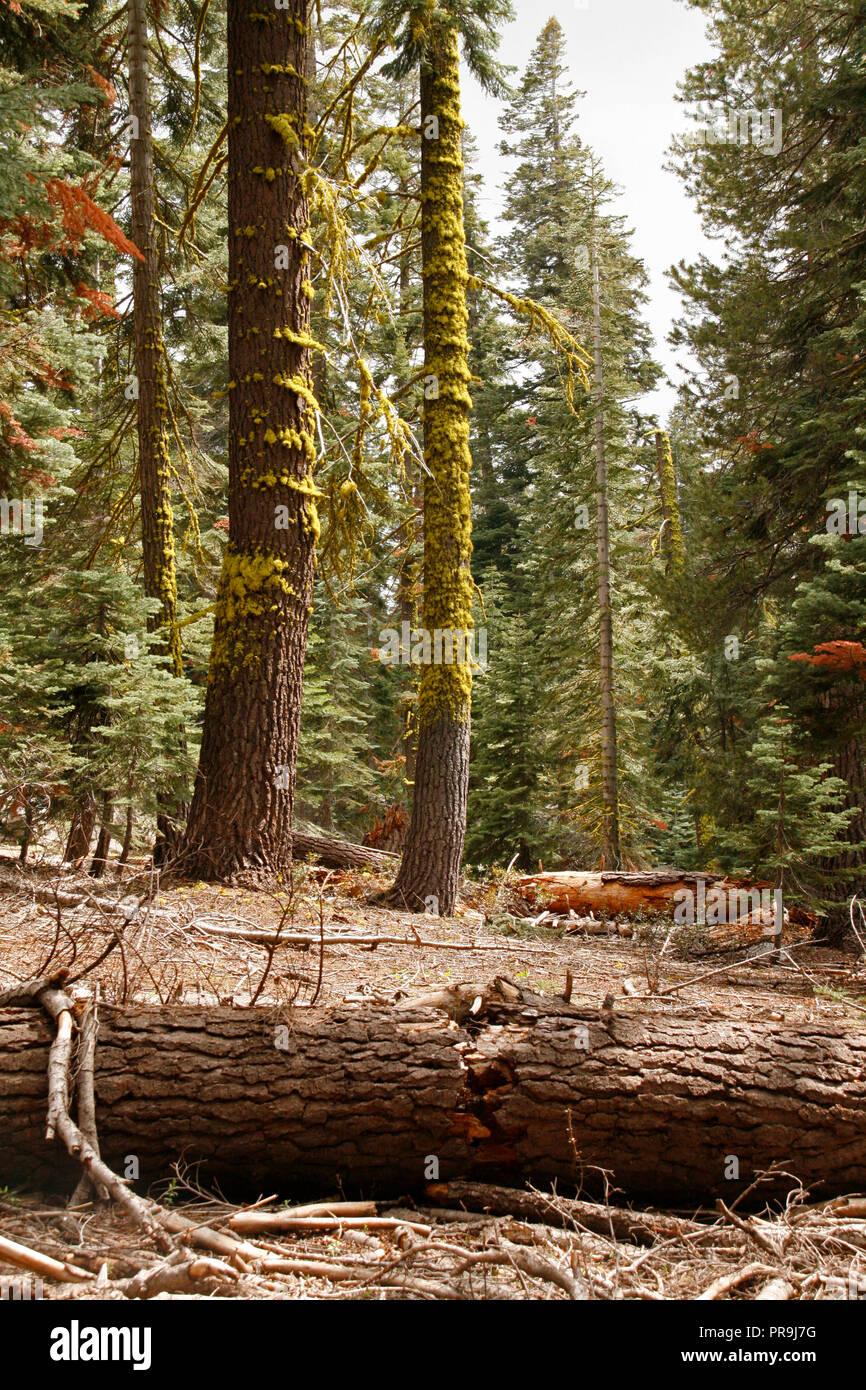 Broken trees in Redwood Forest,Yosemite National Park,California,USA Stock Photo