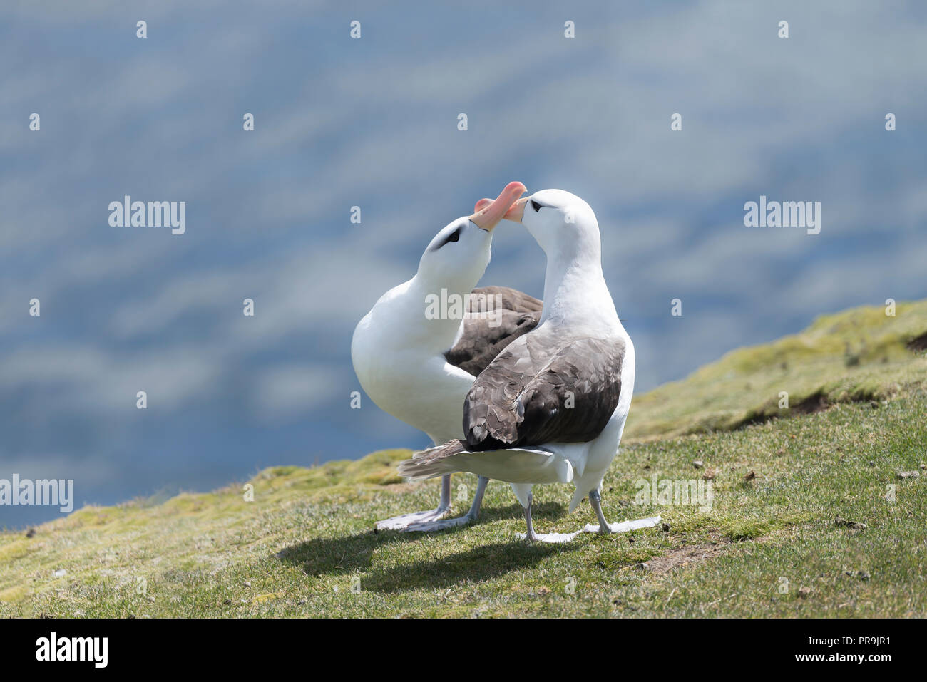 A pair of Black browed albatross showing courtship. Stock Photo