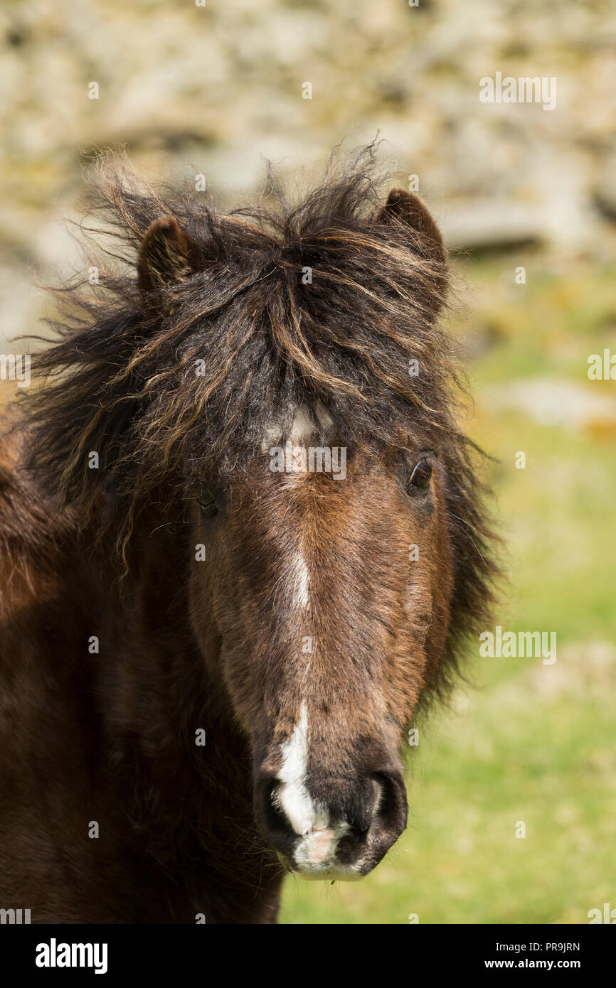 Wild feral Eriskay ponies horses on Holy Isle, Scotland, Northern