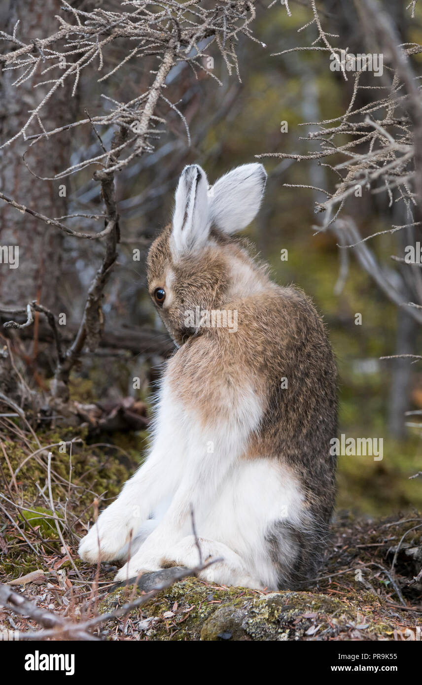 Rabbits and hares hi-res stock photography and images - Alamy