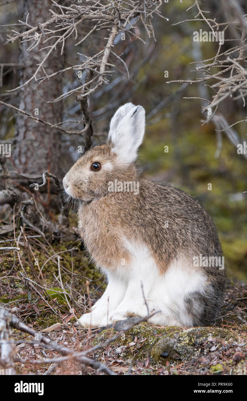 Snowshoe (Varying) Hare; Alaska Range Mountains; Autumn; Alaska Stock Photo Alamy