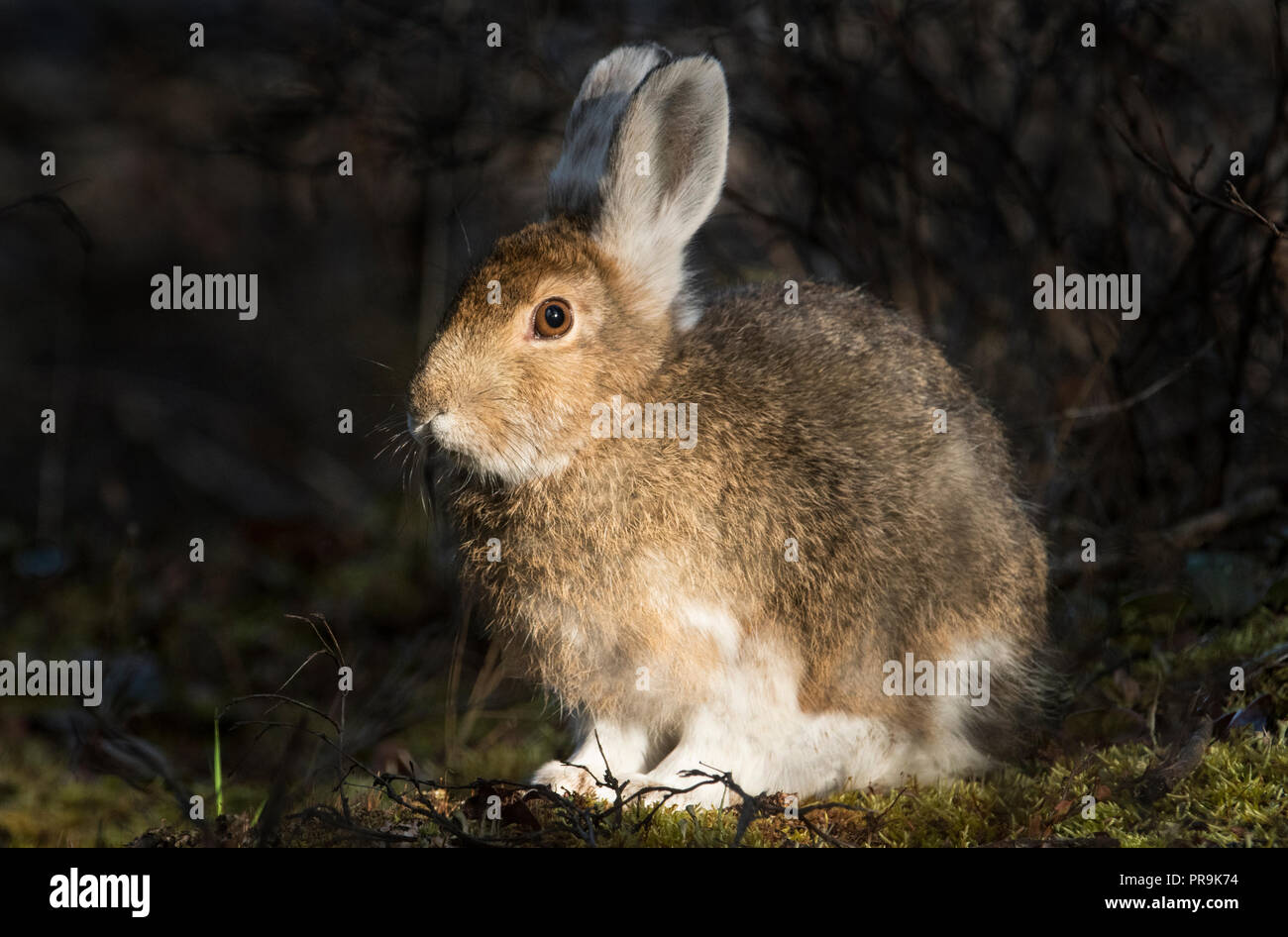 Snowshoe (Varying) Hare; Alaska Range Mountains; Autumn; Alaska Stock Photo Alamy