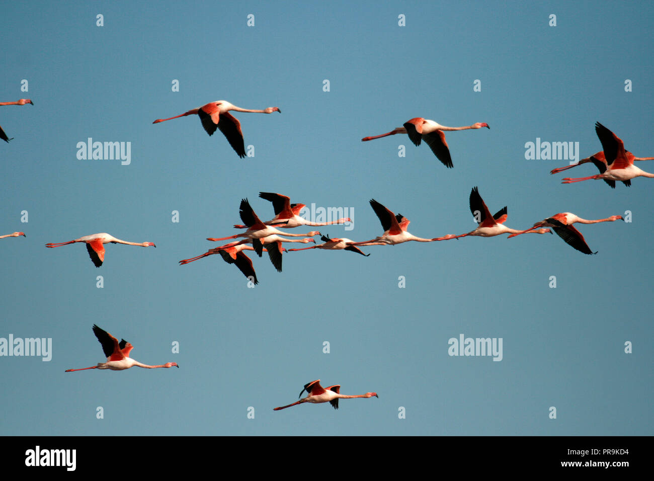 Ebre delta hi-res stock photography and images - Alamy