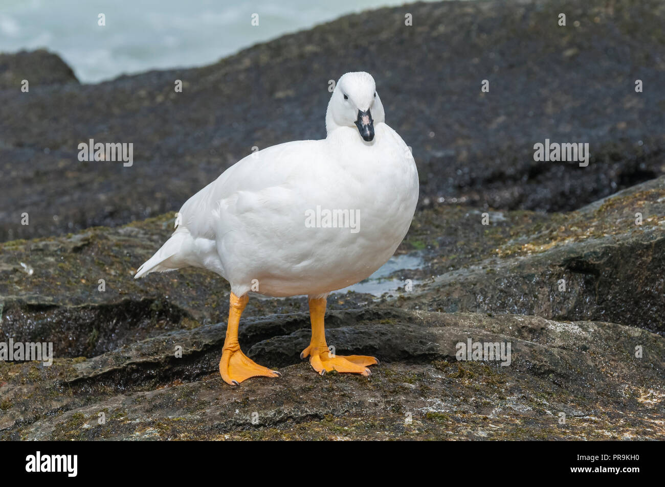 A male Kelp goose is watching. Stock Photo